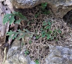Selaginella repanda