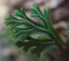Selaginella repanda