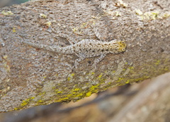Lygodactylus picturatus