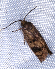 Pycnocera