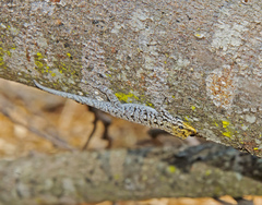 Lygodactylus picturatus