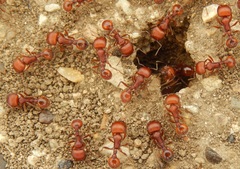 Pogonomyrmex comanche
