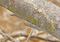 Lygodactylus picturatus