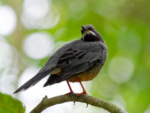 Western Red-legged Thrush