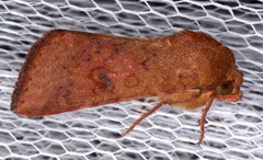 Australothis rubrescens