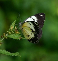 Belenois creona severina