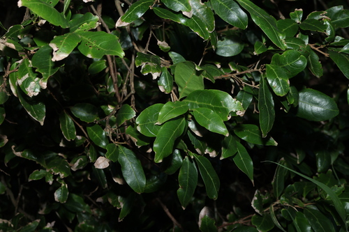 Arytera distylis, photograph 1