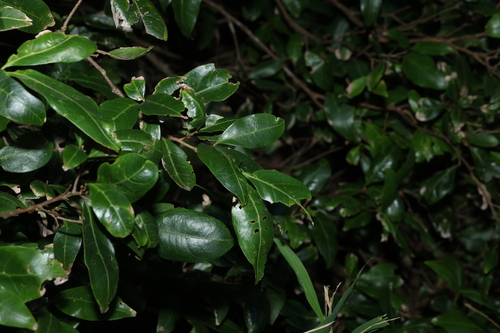 Arytera distylis, photograph 2