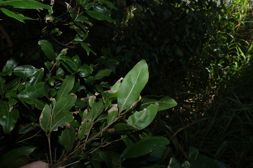 Arytera distylis, photograph 3