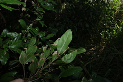 Arytera distylis, photograph (c) Greg Tasney, some rights reserved (CC BY-SA)