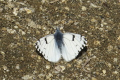 Pontia sisymbrii