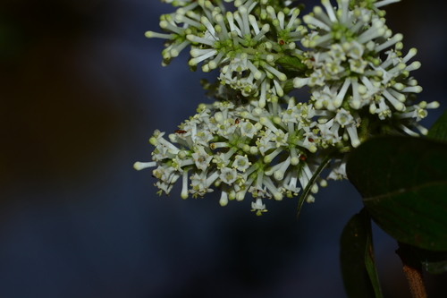 Image of Wendlandia thyrsoidea by no rights reserved