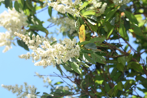 Image of Wendlandia thyrsoidea by no rights reserved
