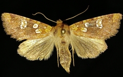 Hydroeciodes serrata