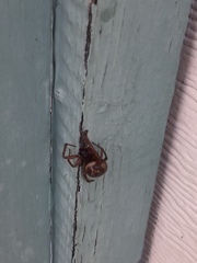 Steatoda nobilis