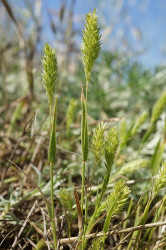 Rostraria cristata iNat (2)