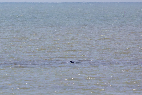 Irrawaddy Dolphin