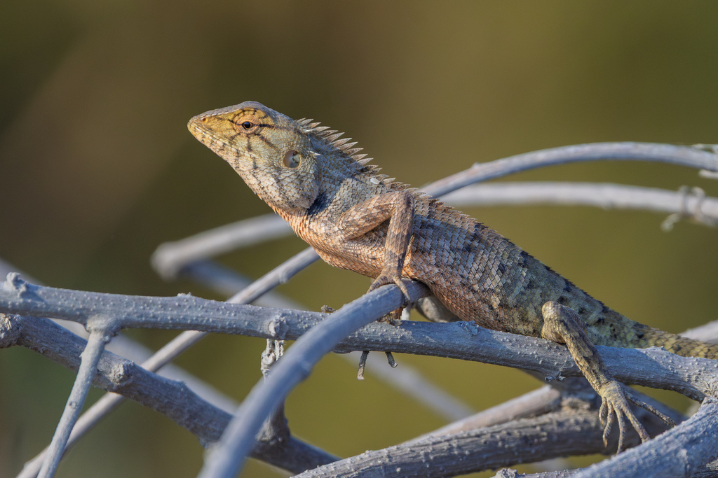 Thai Garden Lizard, photo 1 of 10