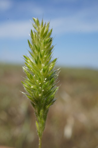 Rostraria
