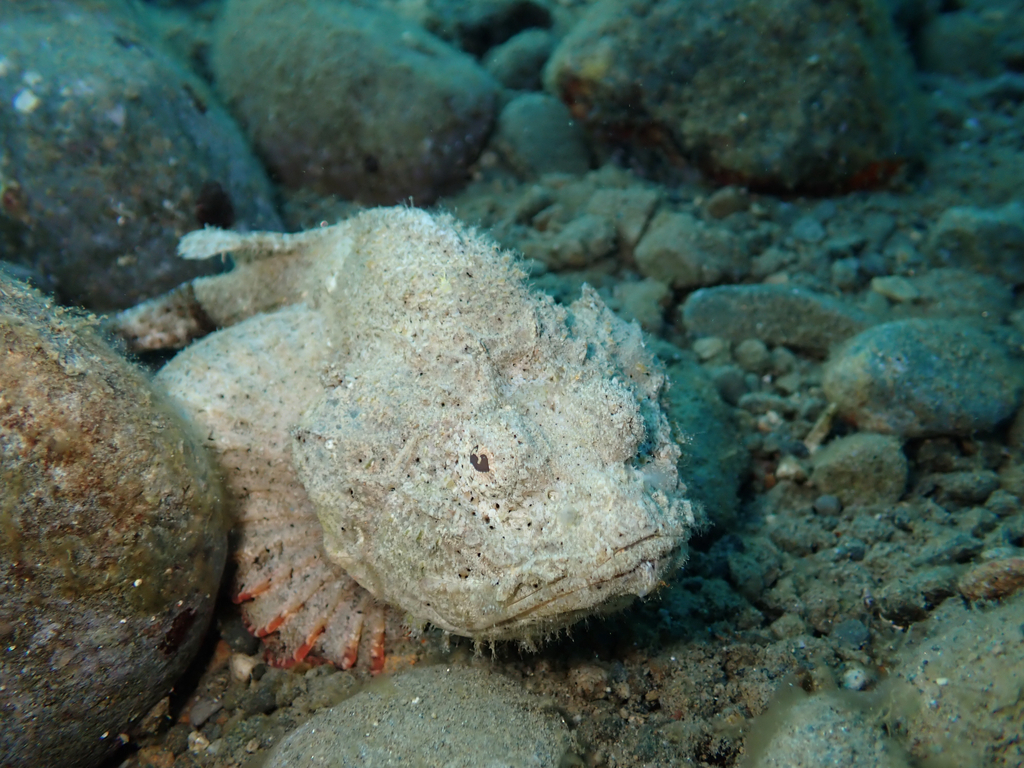Flasher Scorpionfish (Scorpaenopsis macrochir)