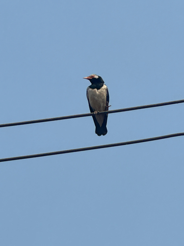Siamese Pied Starling