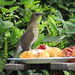 Turdus ignobilis ignobilis - Photo (c) pinfamaus,  זכויות יוצרים חלקיות (CC BY-NC), הועלה על ידי pinfamaus