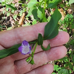 Artanema fimbriatum