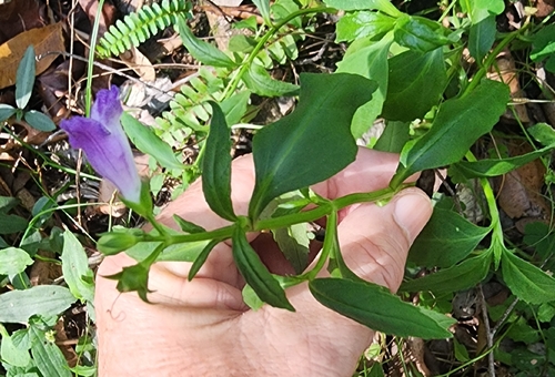 Artanema fimbriatum, photograph 1