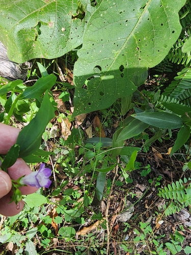 Artanema fimbriatum, photograph 2