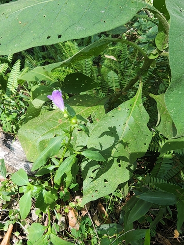 Artanema fimbriatum, photograph 3