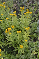 Pentanema germanicum