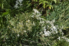 Clematis lathyrifolia