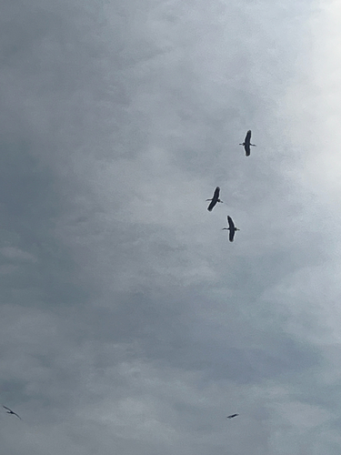 White Stork