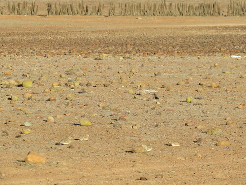 Least Seedsnipe (Thinocorus rumicivorus), photo 5