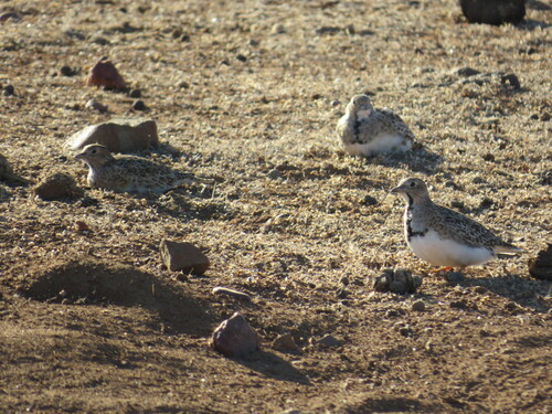 Least Seedsnipe (Thinocorus rumicivorus), photo 4
