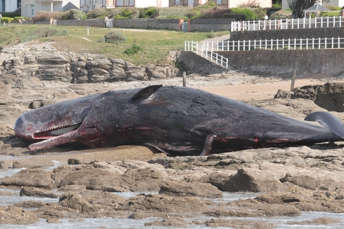 Physeter macrocephalus