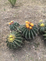 Ferocactus echidne
