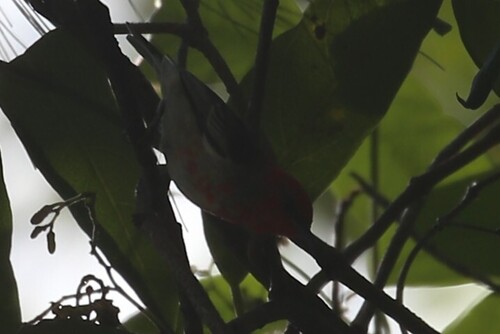Scarlet Myzomela (Myzomela sanguinolenta), photo 8