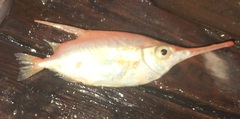 Macroramphosus scolopax