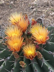 Ferocactus echidne