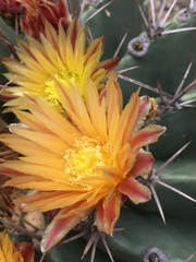 Ferocactus echidne