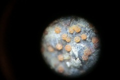 Calonectria pyrochroa