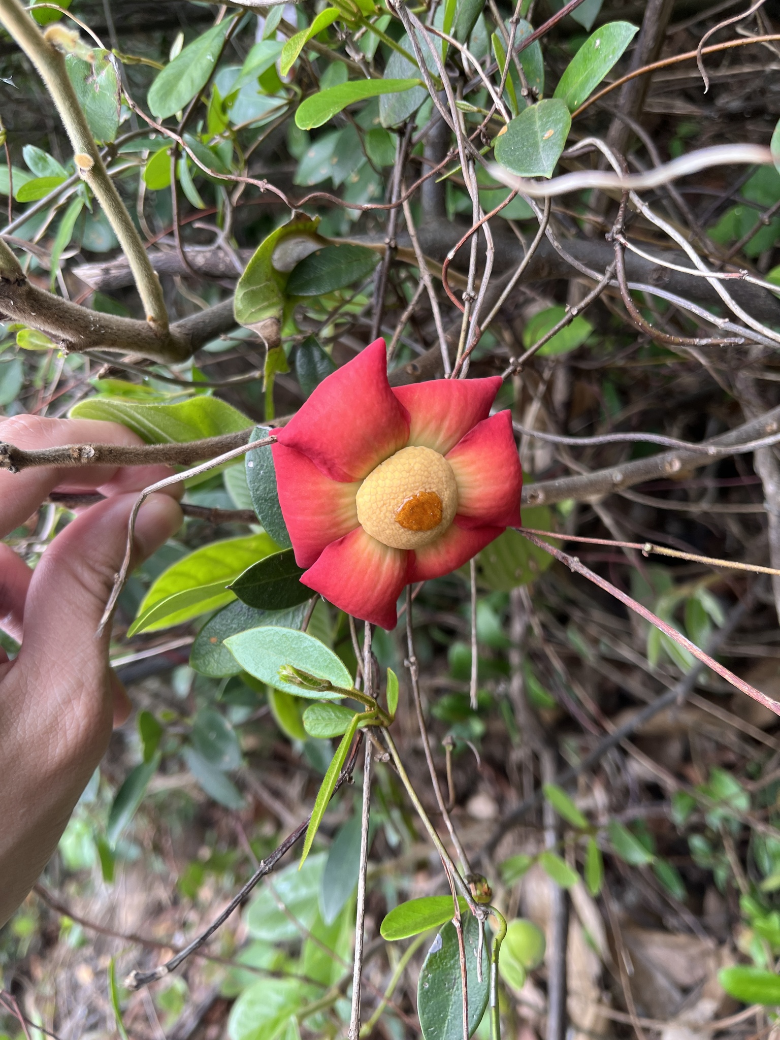Imagem de Uvaria grandiflora