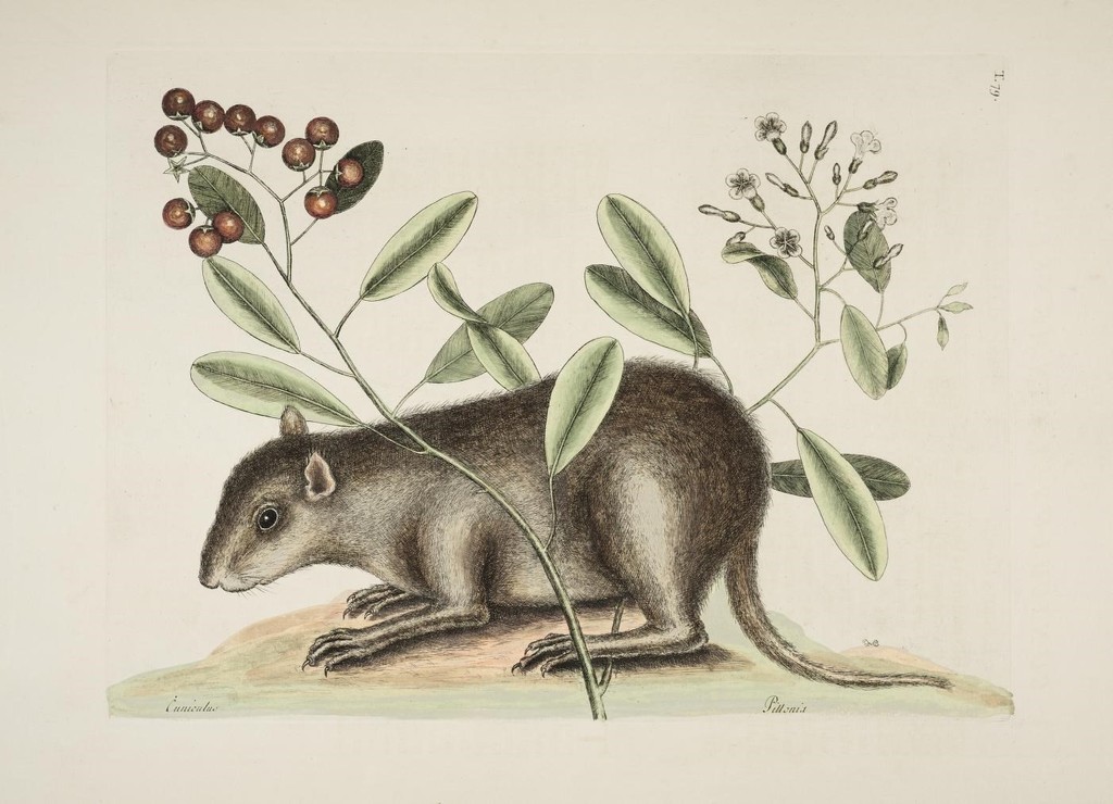 Bahamian Hutia (Geocapromys ingrahami) Know Your Mammals