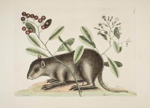 Bahamian Hutia