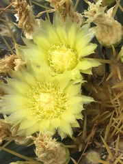 Ferocactus glaucescens