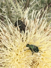 Trichiotinus lunulatus