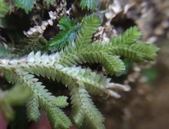 Selaginella repanda