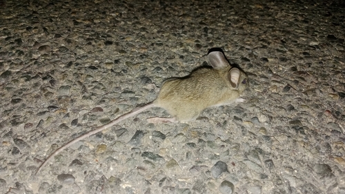 Darwin's Leaf-eared Mouse