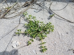 Euphorbia mesembryanthemifolia